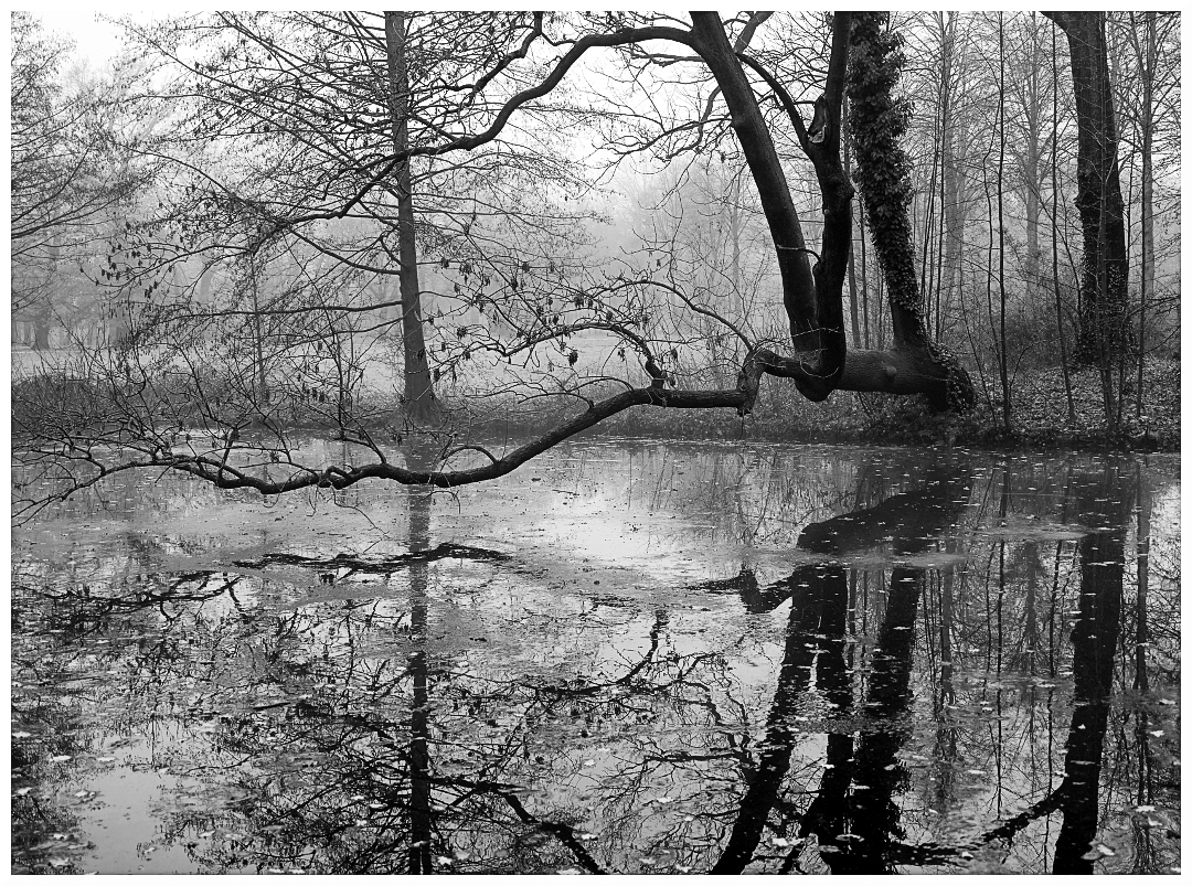 Leicaforum-25-Likes