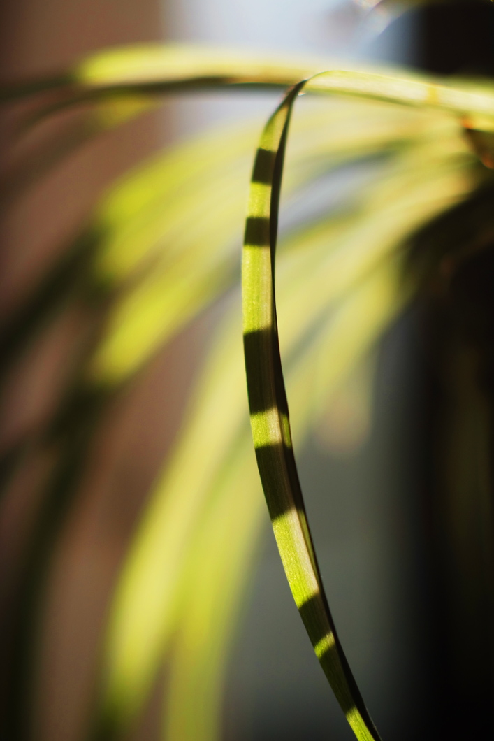 DSCF9873